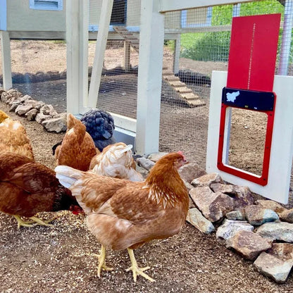 Automatic Chicken Coop Door